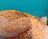 Foto langkah ke 2 dari resep 36_ Ikan Panggang Oven.