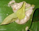 Foto langkah ke 3 dari resep Gadon Daging Tahu untuk anak.