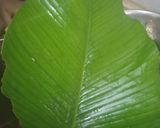A picture of step 2 of Ekuru elewe (leaf ekuru).