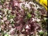 فطاير نعنع اخضر بزيت الزيتون