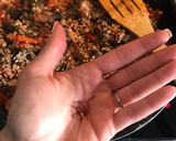 Foto del paso 7 de la receta: Arroz con bogavante y percebes