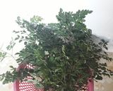 Foto langkah ke 1 dari resep Sayur Daun Kelor & Labu.
