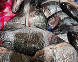 Foto del paso 1 de la receta: Mojarra frita!!