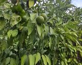 Φωτογραφία βήματος 1 της συνταγής Νεραντζάκι πράσινο γλυκό κουταλιού με πολλά μυστικά Αντώνης