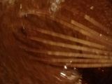 Budín de chocolate vegano