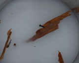 Foto del paso 1 de la receta: Cola de Mono con Ron