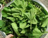 Hình bước làm 1 của món Cá rô đồng hấp đọt bầu