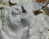 Foto del paso 4 de la receta: Pasticetas
