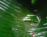 মোচা ভাপা (mochs bhapa recioe in Bengali) রেসিপির ধাপ 3 ছবি