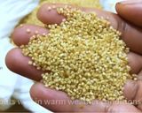 A picture of step 3 of Sprouted Foxtail millet/Thinai laddu.