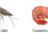Foto del paso 1 de la receta: Tortillitas de Camarones Canarios