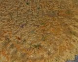 A picture of step 6 of Savoury crepes.