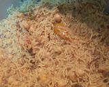 A picture of step 8 of Lahori Achari Chana Pulao or Baryani.