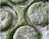 Foto del paso 6 de la receta: Caritas de papa y espinaca