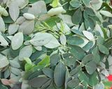 A picture of step 1 of Moringa Salad.