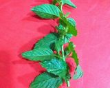 Foto del paso 6 de la receta: Hojas de Parra rellenas de carne picada con menta y cítricos