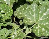 A picture of step 5 of Pumpkin leaves with Coconut Milk (Lisebebe) #vegetablecontest#.