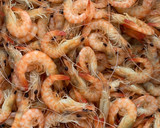 Foto del paso 3 de la receta: Langostinos de chiclana vivos!!