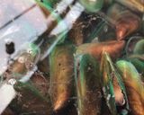 Foto langkah ke 1 dari resep Kerang Hijau Kuah Kuning Pedas.