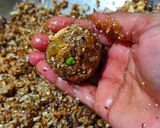 A picture of step 6 of Antina Unde (gond dryfruits laduu).