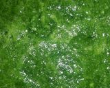A picture of step 1 of Palak Paneer Roll.