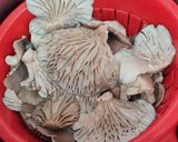 Foto del paso 4 de la receta: Gírgolas en conserva (Hongos, setas) 🍄