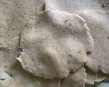 মশলা পুরি(Masala Puri recipe in bengali) রেসিপির ধাপ 2 ছবি