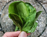 Foto del paso 1 de la receta: 🌱🥗 Ensalada de espinaca, tomate cherry, queso y nuez 🥗🌱