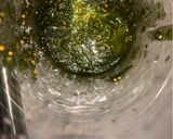 Foto del paso 1 de la receta: Salmón con albahaca y sésamo