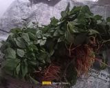 A picture of step 1 of Green Amaranth Leaves Sabji.