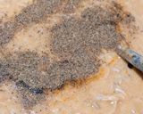 A picture of step 7 of Chicken Daleem(Haleem).
