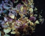 Foto langkah ke 3 dari resep Kicik daging sapi resep ibuku.