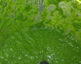 A picture of step 4 of Spicy Mint Coriander Chutney.