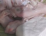 Foto langkah ke 1 dari resep Opor Ayam Bumbu Kuning.