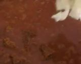 Foto langkah ke 7 dari resep Tongseng Sapi.