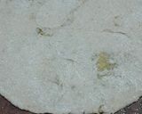 A picture of step 10 of Moong Dal - Cabbage Paratha.