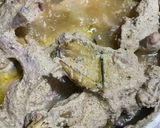 Foto langkah ke 7 dari resep Ingkung Ayam Kampung.