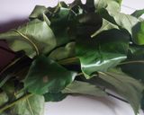 Foto langkah ke 1 dari resep Tumis sayur pahit.