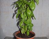 Foto del paso 1 de la receta: Pesto de albahaca en mortero y procesadora