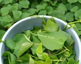 Foto langkah ke 1 dari resep Tumis Daun Ubi Jalar.