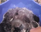 Foto del paso 3 de la receta: Torta oreo