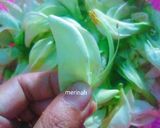 Foto langkah ke 1 dari resep Tumis kembang turi.