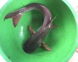 Hình bước làm 1 của món Canh chua cá cha