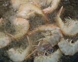 Foto langkah ke 2 dari resep 372. Udang Saos Tiram.