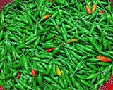 Hình bước làm 7 của món Gà Nấu Ớt Xiêm Xanh(Lẩu Gà Ớt Hiểm)