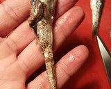 Foto del paso 21 de la receta: Anchoas en salazón y con hierbas aromáticas, con mi método de treinta días de curación