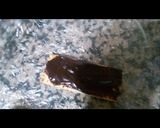 Une image de l'étape 2 de Dessert / losanges et triangle au chocolat.