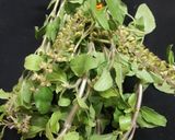 A picture of step 1 of Basil pesto rice.