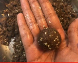 A picture of step 9 of No Sugar Raagi Nuts Ladoo.