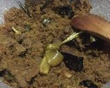 Foto langkah ke 3 dari resep Dendeng ragi sapi ala fe.